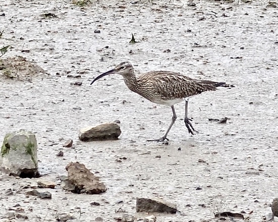 whimbrel